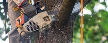 Best Tree Maintenance Programs  in Liberty, TX