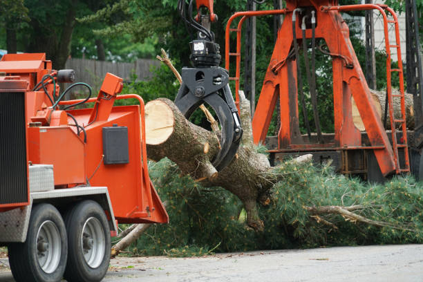 Trusted Liberty, TX Tree Removal Experts