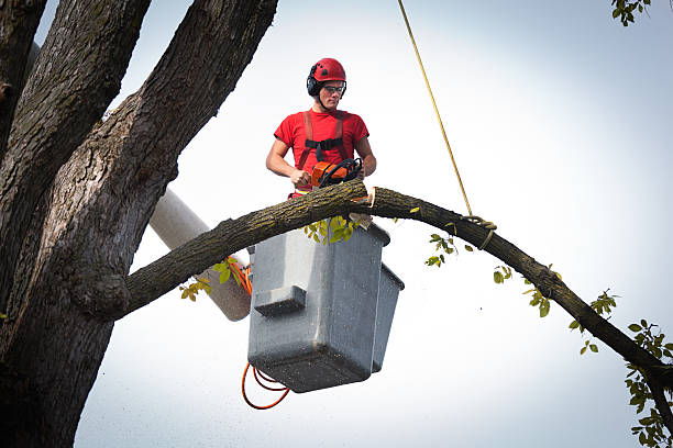 Best Aeration Services  in Liberty, TX