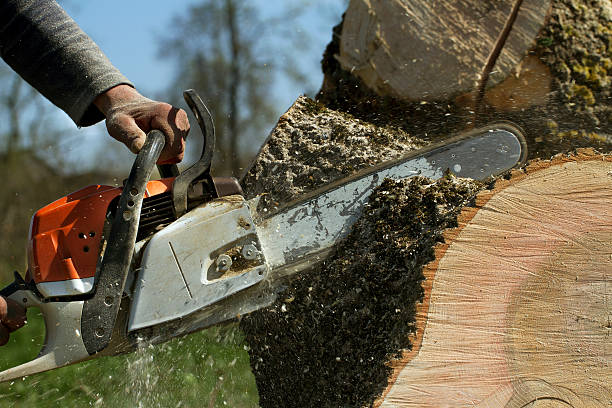  Liberty, TX Tree Removal Pros